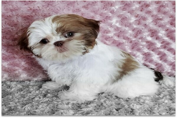 Shih Tzu Breed