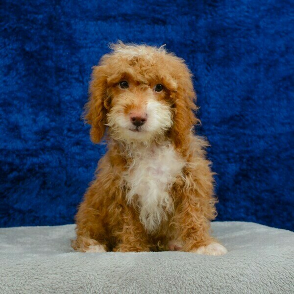 Miniature Poodles for sale